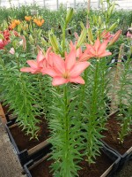 [4003 Little Kiss No01.JPG]